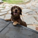 애견호텔 나무야 이미지