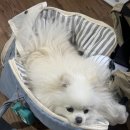 포카포카 | 광주 동명동 애견동반 식당 포카포카 주말 이용 후기