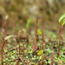 우리꽃식물원 이미지