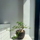 해녹 | 동탄 원데이클래스 가드닝 클래스 해녹 야생초목 후기