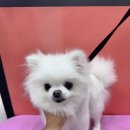 봄강아지 | 부천애견미용 원종동애견미용은 봄강아지salon 포메 예삐 곰돌이컷 후기