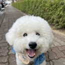 멍찌애견유치원 네이버블로그
