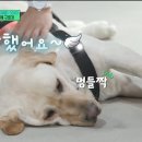 토백이