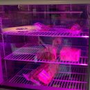 코바코한강 | 아이랑 합정역 고기집 추천 합정역 맛집 정육도 후기