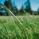 반려동물 간식 이미지