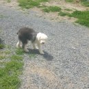 제시잉글리쉬 이미지