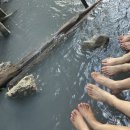 호텔오유 | 노보리베츠 여행: 호텔 마호로바, 야외온천, 대욕장, 그린테라스 후기, 지옥계곡, 오유누마(Oyunuma...