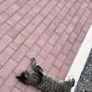 농다리캠핑장 이미지