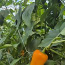 따순농장 이미지