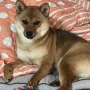 아가단 펫 살롱 이미지