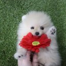 느낌있개 이미지