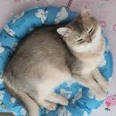 강아지세상고양이세상 - 9481 | [리뷰] 강아지 쿨매트 고양이 쿨매트! 체감 온도 낮춰주는 여름 필수 템 직접 써본 솔직한 후기