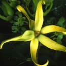 일랑일랑 이미지