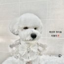 와니살롱 이미지