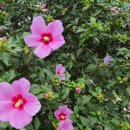 김삿갓초장 이미지