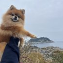 남원읍 남원리 재활용 도움센터 | ෆꔛ(제주 애견동반)ꔛෆ_여행 2일차_ 효도 여행 _ 꽈배기 추천 애견동반 산책 필수코스