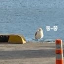 수제1일빵