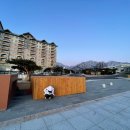 소노펠리체 델피노 이미지