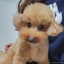 루앤오 | 동탄 반송동 애견미용 루앤오 펫테라피 내돈내산 푸들 가위컷 후기 추천