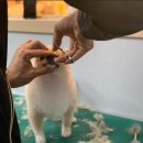 프로애견