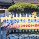황칠닭한마리칼국수