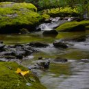 봄 숲으로 가자 이미지