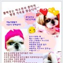 꽁이 이미지