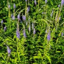 시래 양봉 이미지