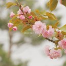 봉쁠라 | [돌잔치영상] 야외영상 후기! (김천 로제니아 호텔 봉쁠라뷔페)