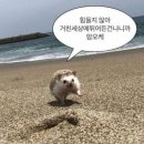 세븐일레븐 미사풍경채점 | [캐나다 워홀] 31~35일차 : 저번 5일보단 나은듯
