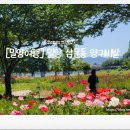 삼문풋살경기장 | [밀양여행] 밀양 삼문동 양귀비밭 _ 아직은 10% 개화, 미리 다녀와본 실시간 후기