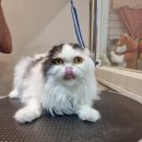 복기애견 이미지