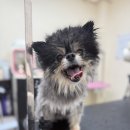 강아지미용실_편안 이미지