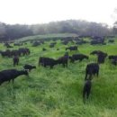 토종흑염소농장 이미지