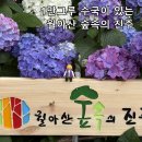 월아산자락 - 사하구 낙동남로1405번길 10-11 | 6월 진주 여행 필수 코스. 1만 그루 수국이 피어난 월아산 숲속의 진주