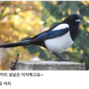 까치 이미지