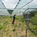 포도밭1길 이미지