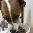 콩이네 멍냥 수제간식 이미지