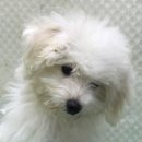 바비 애견샵 이미지