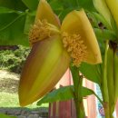 【파초 芭蕉, Musa basjoo, Japanese banana)】 이미지