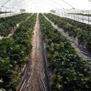 엄마 농장 이미지