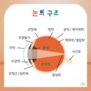 안구해부생리학 (眼部解剖生理學) Ocular Anatomy-Physiology 이미지