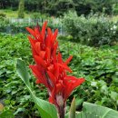 칸나(Canna)