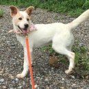 용인시 동물보호센터 이미지