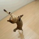 날으는고양이 이미지