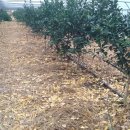 만진농장 이미지