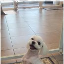 블랑드펫 이미지