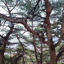 직지문화모티길 | 부근 사명대사명상길 트레킹 | 솔마루길 무욕의길 사유의숲홀로걷는길까지 걸으니 트레킹 아니고 산행