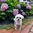 파주수국길(주) 이미지