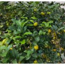 풍경을 요리하는 농부 | 6시내고향 장성 국내산 레몬